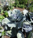 Huge red cabbage plant in the garden Royalty Free Stock Photo