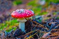 huge red flyagaric mushroom in the forest Royalty Free Stock Photo