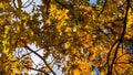 A huge red oak tree Quercus rubra with golden leaves at sunset against a blue sky. Autumn motive Royalty Free Stock Photo