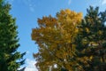 A huge red oak tree Quercus rubra with golden leaves at sunset against a blue sky. Autumn motive for design Royalty Free Stock Photo