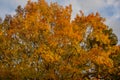 A huge red oak tree Quercus rubra with golden leaves at sunset against a blue sky. Autumn motive Royalty Free Stock Photo