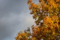 A huge red oak tree Quercus rubra with golden leaves at sunset against a gray sky. Autumn motive Royalty Free Stock Photo