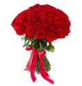 huge red roses bouquet isolated on white background. luxury Bouquet of one hundred dark ruby roses for valentines day. Celebration