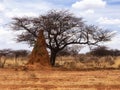 Huge red termite mound in front of a dead camel thorn tree Royalty Free Stock Photo