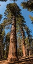 Huge redwood cedar tree in the Yosemite National Park