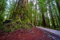Huge Redwood tree next to gravel road in ancient forest