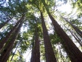 The huge redwood trees of California