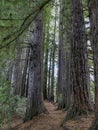 Huge redwood trees at Hamurana Springs, Rotorua, New Zealand