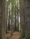 Huge redwood trees at Hamurana Springs, Rotorua, New Zealand
