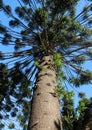 High evergreen coniferous tree. Araucaria araucana.