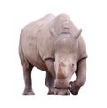 Huge rhino isolated