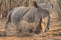 Huge rhino