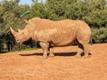 A huge rhino standing in the zoo Royalty Free Stock Photo