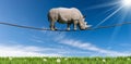 Huge Rhino Walking on Rope Against a Blue Sky Royalty Free Stock Photo