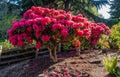 Huge Rhododendrons of Burien 1 Royalty Free Stock Photo