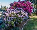 Huge Rhododendrons of Burien 4 Royalty Free Stock Photo