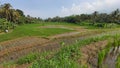 Huge ricefield at garut