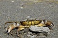 Great river crab