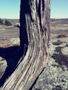 Rock Huge Stine Tree Trunk Bark Texture Nature Wilderness