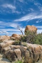 Huge rocks and dry dead tree in the mojave desert at Joshua Tree National Park Royalty Free Stock Photo