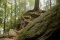 Huge rocks in the forest Royalty Free Stock Photo