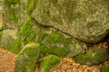 Huge rocks in the forest Royalty Free Stock Photo