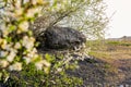 A huge rocky composition. A large textured stone of rough gray concrete on an equally large slab, surrounded by blooming spring tr