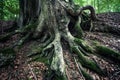 Huge roots of ancient beech tree in rainforest Vinatovaca in Se