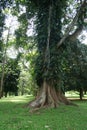 Huge Roots of a Tree