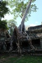 Huge roots of a tropical tree. Medieval ruins in a rainforest