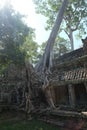 Huge roots of a tropical tree. Medieval ruins in a rainforest