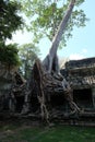 Huge roots of a tropical tree. Medieval ruins in a rainforest