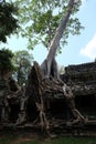 Huge roots of a tropical tree. Medieval ruins in a rainforest
