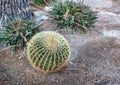 Huge round cactus