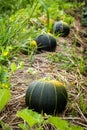 Huge round zucchini squash