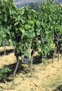 Huge row of vines with grapes in the countryside in summer Royalty Free Stock Photo