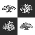 Huge and sacred oak tree silhouette logo isolated on background.