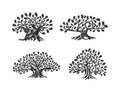 Huge and sacred oak tree silhouette logo isolated on white background. Royalty Free Stock Photo