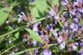 sage flowers with a big bumblebee Royalty Free Stock Photo