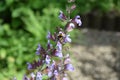 sage with a nice orange and black bumblebee Royalty Free Stock Photo