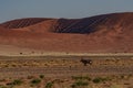 Huge sand dunes in the Namib Desert Royalty Free Stock Photo