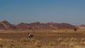 Huge sand dunes in the Namib Desert with Oryx antelope Royalty Free Stock Photo