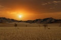 huge sand dunes in the Namib Desert Royalty Free Stock Photo