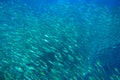 Huge sardine school in open ocean. Silver fish undersea photo. Pelagic fish swimming in seawater. Mackerel shoal.