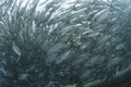 Huge school of jackfish Royalty Free Stock Photo