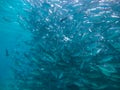 Huge school of jackfish Royalty Free Stock Photo