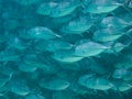 Huge school of jackfish Royalty Free Stock Photo