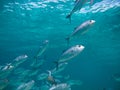 Huge school of jackfish Royalty Free Stock Photo