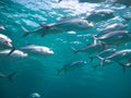 Huge school of jackfish Royalty Free Stock Photo