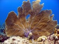 Huge Sea Fan